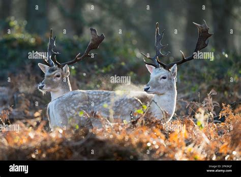 A pair of fallow deer fawns (Dama dama) in Richmond Park, London. ** This content is being ...