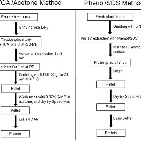 Protein extraction from plant leaves protocol