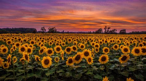 Download wallpaper 1366x768 sunflowers, field, sunset, sky, clouds tablet, laptop hd bac ...