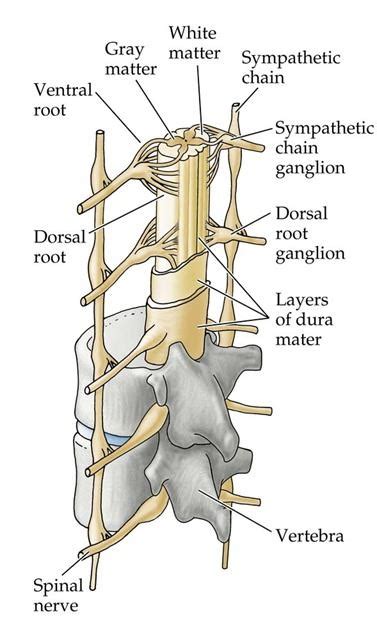 Vertebral Canal Anatomy and Contents | Bone and Spine