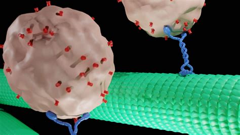 Structures of Motor Proteins Revealed | Newsroom | Albert Einstein ...