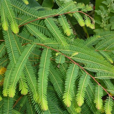 Amla Seeds Emblica officinalis Packet of 10 Seeds Palm | Etsy