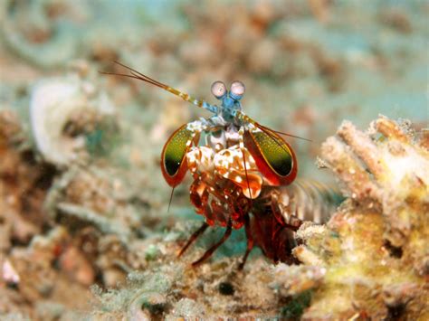 The Curious Planet . Blog: Creature Pick #1: Peacock Mantis Shrimp