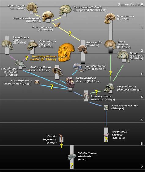 Alternative Hominin Phylogeny #1 Chart