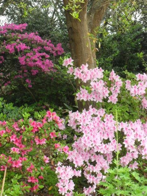 Flowering Shrubs for Shade Gardens | HGTV