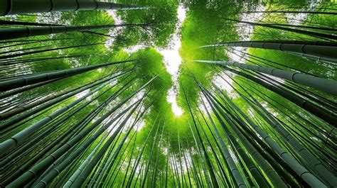 Bamboo Tree Wallpaper Backgrounds | JPG Free Download - Pikbest