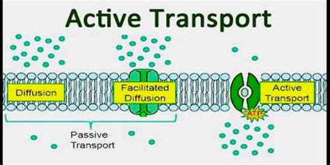 Active Transport - Assignment Point