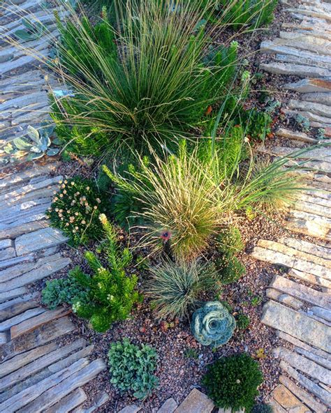 Steppe Collection | Denver Botanic Gardens