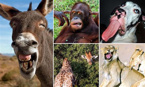 Funny Faces Of Animals