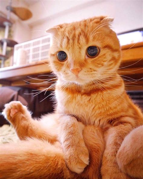 Outrageously cute orange kitty Source: http://bit.ly/2qxHsKX | Kittens cutest, Cute cats, Cute ...