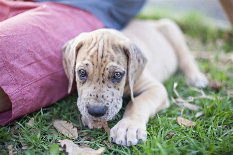 63+ Blue Fawn Great Dane Puppies - l2sanpiero