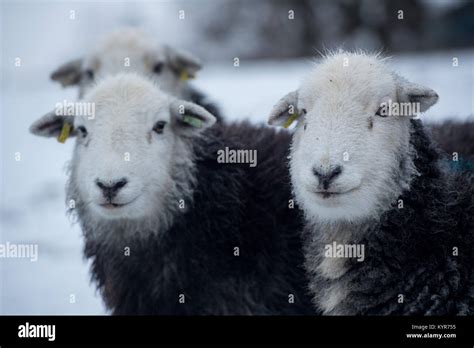 Herdwick sheep, traditional hill breed from Cumbria, in snowy weather ...