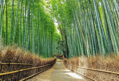 File:2021 Sagano Bamboo forest in Arashiyama, Kyoto, Japan.jpg - Wikipedia