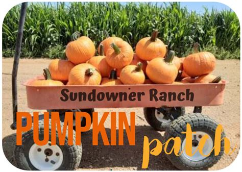 Pumpkin Patch - Sundowner Ranch - Lucerne Valley, CA