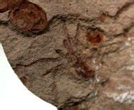 Chelicerata Fossils