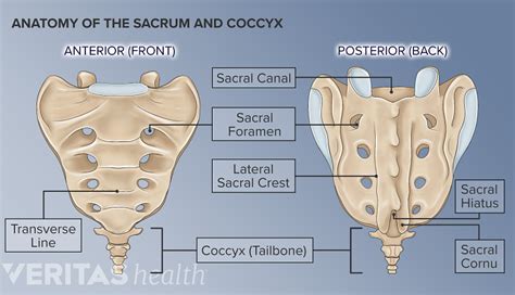 Sacral Bone Pain – Causes, Treatment, and Anatomy of Sacrum, the bone - plantecuador.com