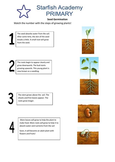 Germination of seeds interactive worksheet – Artofit