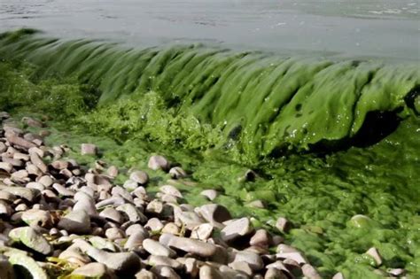 The Issue of Toxic Algal Blooms | Environmental Pollution Centers