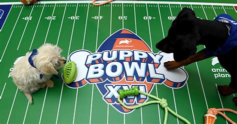 Puppy Bowl 2024: Recap, MVP, Highlights and Twitter Reaction | News ...