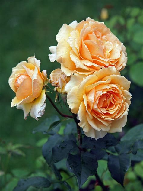 Understanding Rose Blossom Fullness | Gardening Know How