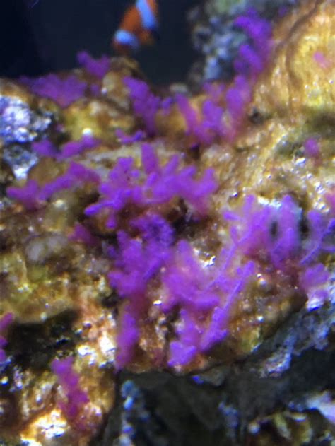 Can someone ID this pink algae? | REEF2REEF Saltwater and Reef Aquarium Forum