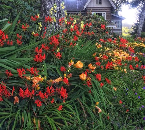 Fire Up the Garden with Crocosmia