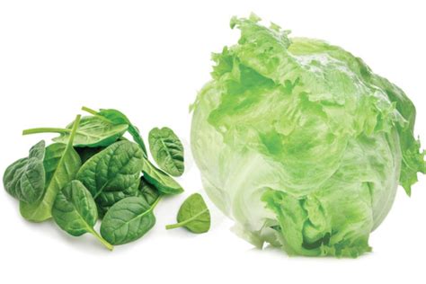 Cabbage vs Lettuce: Which Leafy Green Reigns Supreme? - Ramon Landia