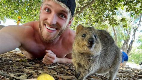 Logan Paul quokka selfie: Social media sensation and WWE superstar takes photo on Rottnest ...