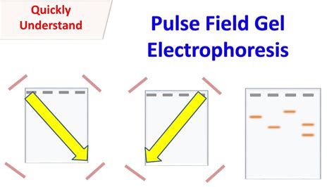 Pulsed field gel electrophoresis (PFGE) - YouTube