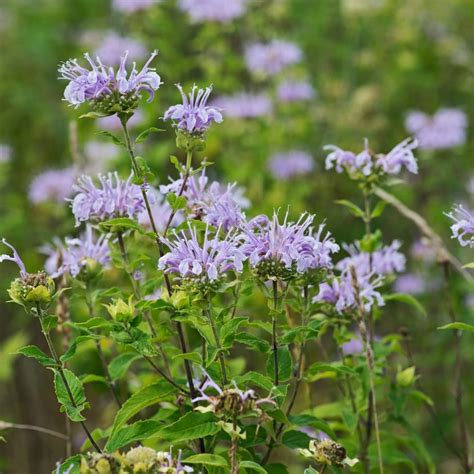 Bergamot Plant Leaves | ubicaciondepersonas.cdmx.gob.mx