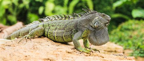 Es Malo Tener Una Iguana En Casa - aphroditetrend