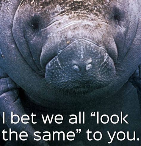 Manatee Appreciation Day Should Be Every Day | PETA