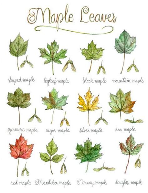 What Color Are Maple Tree Leaves - Patricia Sinclair's Coloring Pages