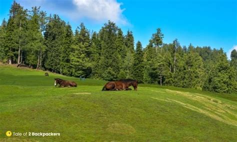 Horses at Yusmarg Meadows | Tale of 2 Backpackers