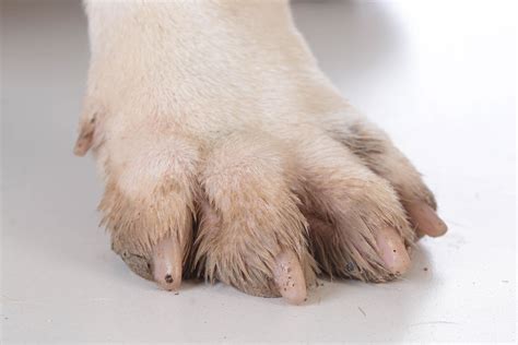 Claw and Nail Disorders in Dogs - Symptoms, Causes, Diagnosis, Treatment, Recovery, Management, Cost