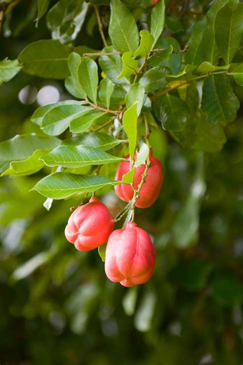 Ackee - Eat The Weeds and other things, too