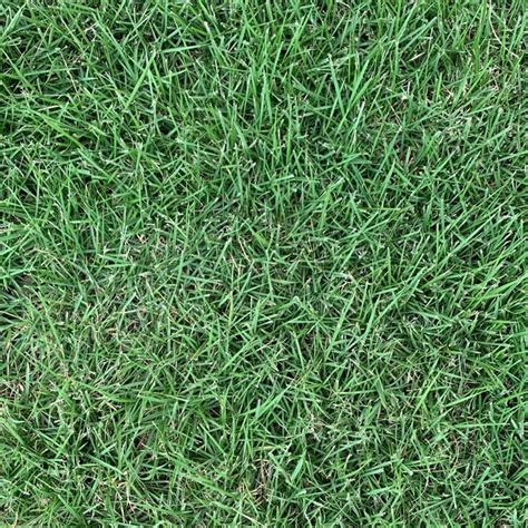 Zoysia Grass Types | Buy Zoysia Grass in Texas and Louisiana | The ...