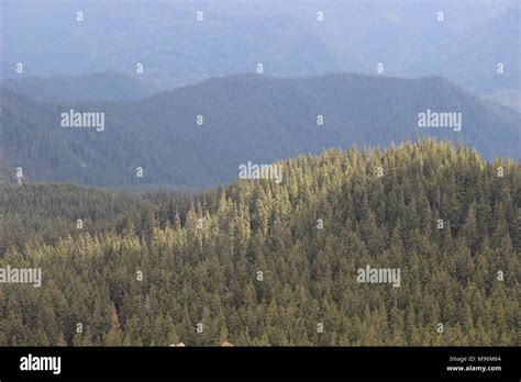 Padure hi-res stock photography and images - Alamy