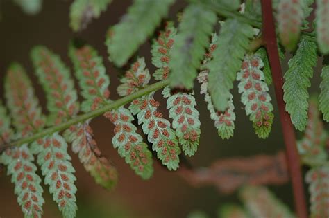 Field Biology in Southeastern Ohio: A Few Ferns