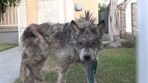 Suspected Wolf Hybrid Saved From A Terrible Life On The Street.