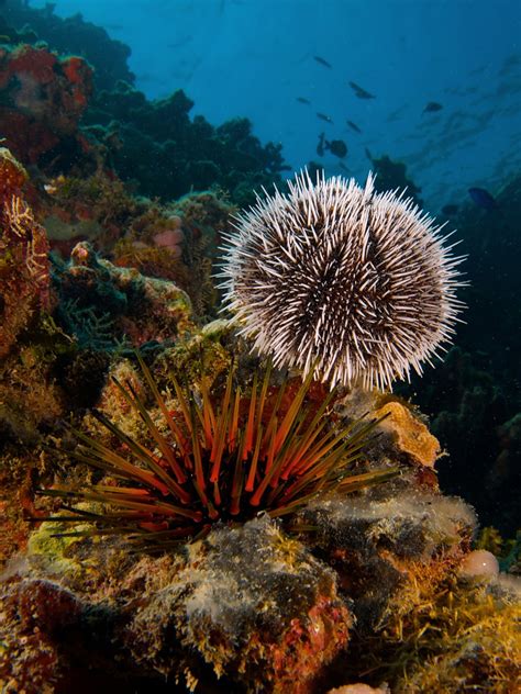 White Sea Urchin & Reef Urchin | Earth Blog