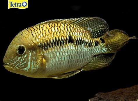 Yellow Acara (Aequidens Metae) — A very peaceful species, although in breeding they can be ...