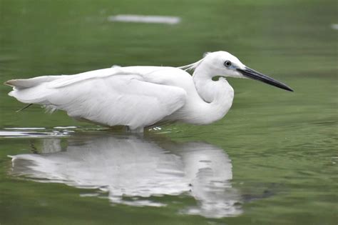 White Crane Spiritual Meaning and Symbolism (13 Omens)