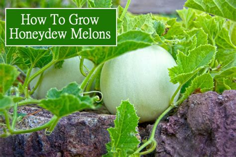 How To Grow Honeydew Melons