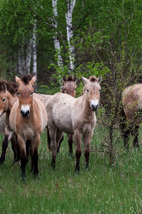 Chernobyl Red Forest Animals