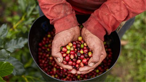 COFFEE 101: BRIEF HISTORY OF COFFEE IN THE PHILIPPINES — IKOT.PH