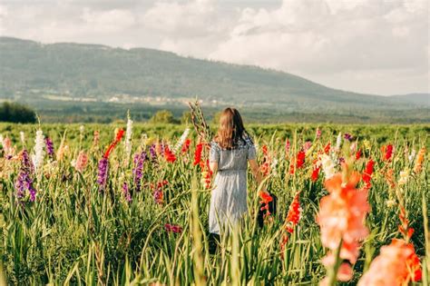 Gorgeous Young Woman Picking Flowers in a Field Stock Photo - Image of ...