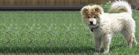 Can A Poodle And A Akita Be Friends