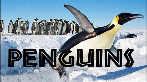 All About Penguins for Kids: Penguins of the World for Children ...