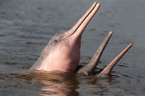 Amazon River Dolphins Photograph by M. Watson - Fine Art America